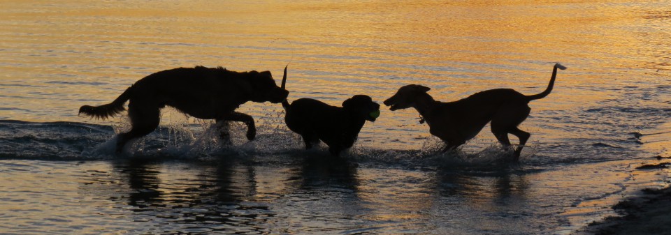 The Argument of Echoes